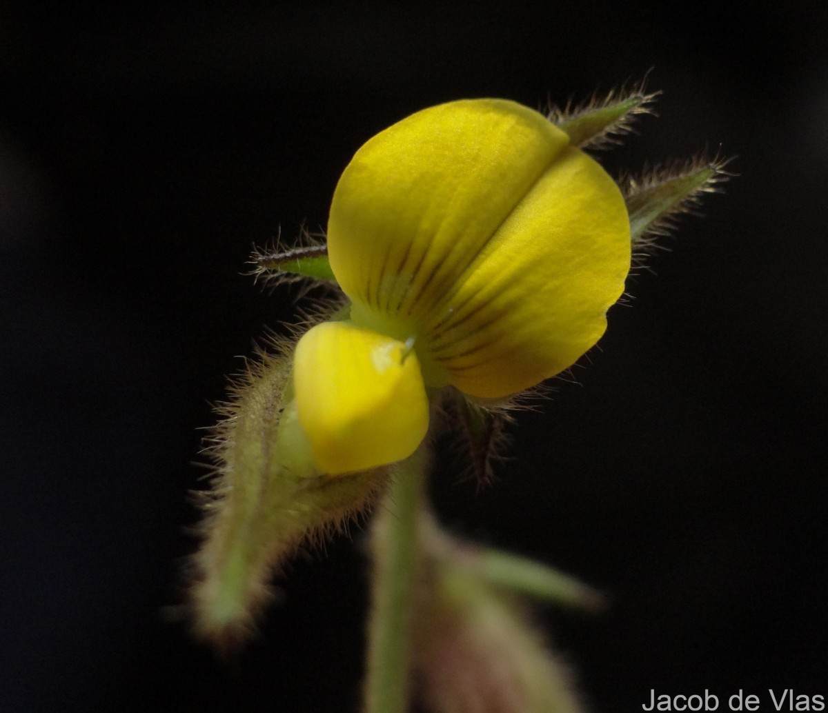 Crotalaria lejoloba Bartl.